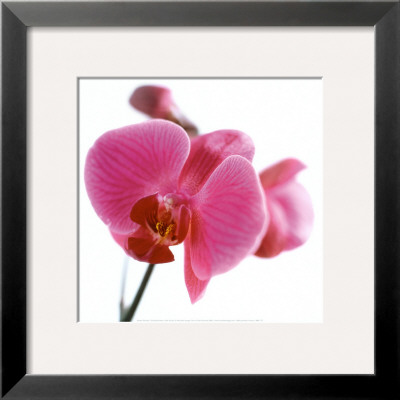 Pink Orchid Framed Print Pink Orchid Framed Print