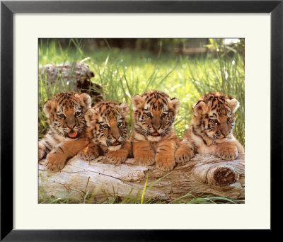 Four Cubs Framed Print Four Cubs Framed Print