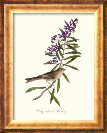 Bunting Framed Print Bunting Framed Print
