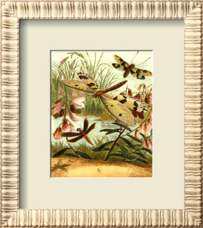 Dragonfly Gathering I Framed Print Dragonfly Gathering I Framed Print