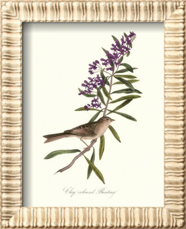 Bunting Framed Print Bunting Framed Print