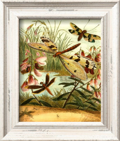 Dragonfly Gathering I Framed Print Dragonfly Gathering I Framed Print