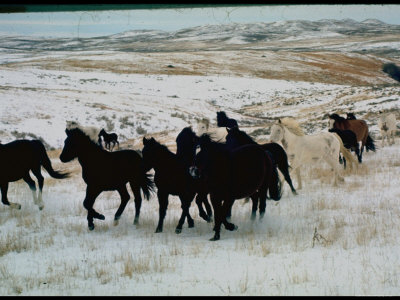 mustang horse running. Wild Mustang Horses Running
