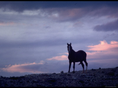 black and white pictures of horses running. Wild Mustang Horses Running