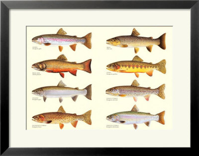 Classic Trout Framed Print Classic Trout Framed Print