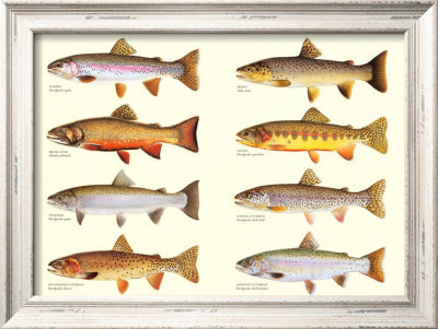 Classic Trout Framed Print Classic Trout Framed Print