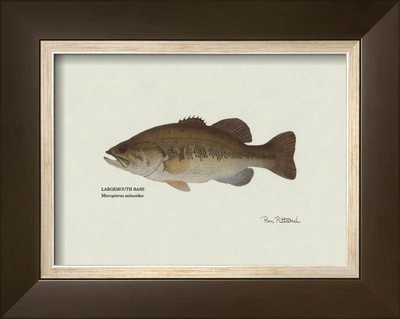 Largemouth Bass Fish Framed Print Largemouth Bass Fish Framed Print