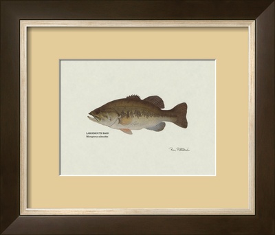 Largemouth Bass Fish Framed Print Largemouth Bass Fish Framed Print