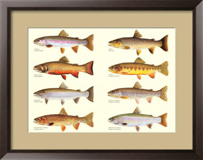 Classic Trout Framed Print Classic Trout Framed Print