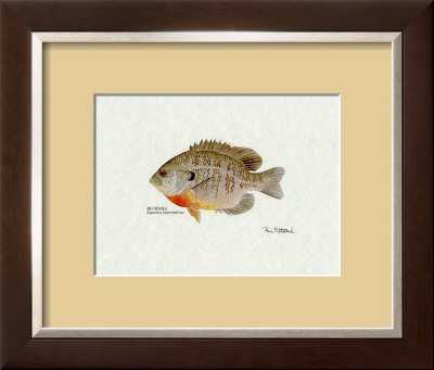 Bluegill Fish Framed Print Bluegill Fish Framed Print