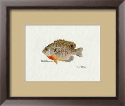 Bluegill Fish Framed Print Bluegill Fish Framed Print