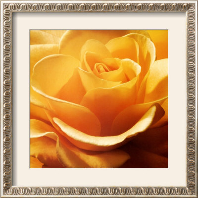 red rose Framed Print red rose Framed Print
