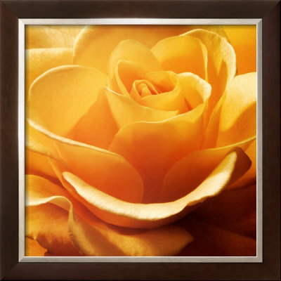 red rose Framed Print red rose Framed Print