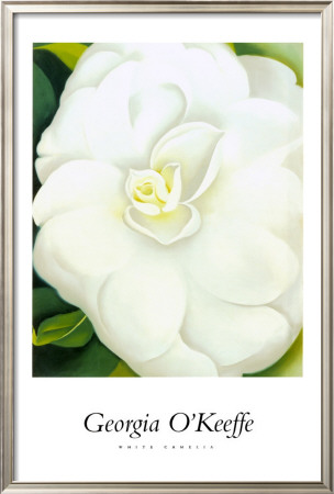 White Camelia Framed Print White Camelia Framed Print