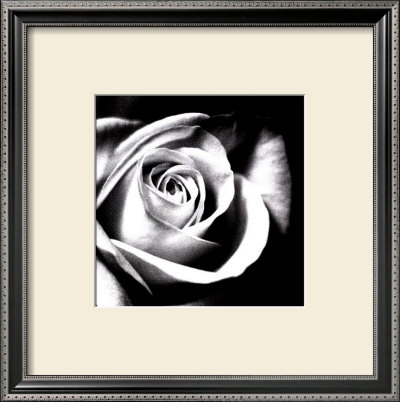 White Rose Framed Print White Rose Framed Print