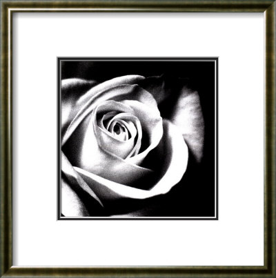 White Rose Framed Print White Rose Framed Print