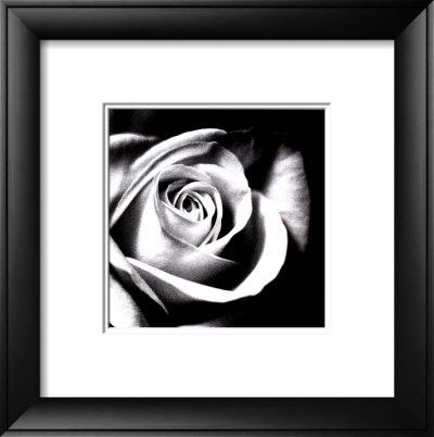 White Rose Framed Print White Rose Framed Print