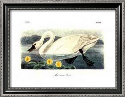 American Swan Framed Print American Swan Framed Print