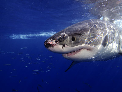 guadalupe island mexico. Guadalupe Island, Mexico