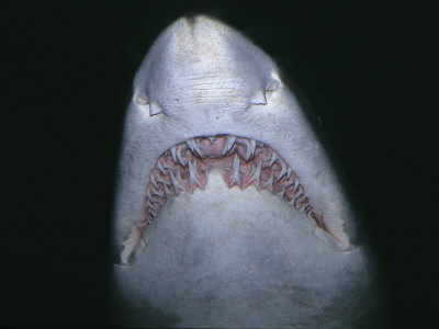 Pictures Of Sand Tiger Shark - Free Sand Tiger Shark pictures 