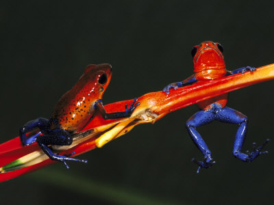 Strawberry Poison Arrow Frog, Costa Rica Other Strawberry Poison Arrow Frog, Costa Rica Other