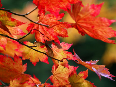 http://cache2.artprintimages.com/p/LRG/27/2790/LVFOD00Z/art-print/susie-mccaffrey-acer-japonicum-vitifolium-vine-leaved-full-moon-maple.jpg