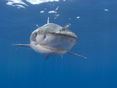 pictures of fishes in ocean. fishes, ocean