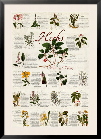 Herbs Framed Print Herbs Framed Print