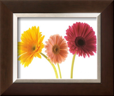 Three Gerberas Framed Print Three Gerberas Framed Print