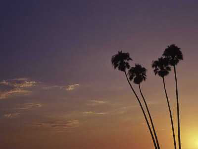 beach sunset with palm trees. Sunset and Palm Trees, Laguna Beach, CA Photographic Print