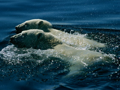 Pictures Of Polar Bears Swimming. Two Polar Bears Swim Together