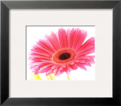Magenta Gerbera Framed Print Magenta Gerbera Framed Print
