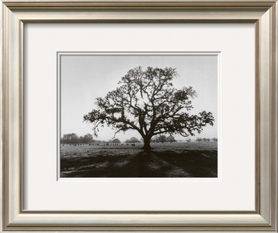 Oak Tree, Sunrise Framed Print Oak Tree, Sunrise Framed Print