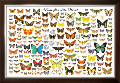 Butterflies of the World Chart Framed Print Butterflies of the World Chart Framed Print