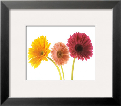 Three Gerberas Framed Print Three Gerberas Framed Print