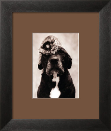Loki's Kitten Framed Print Loki's Kitten Framed Print