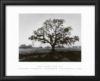 Oak Tree, Sunrise Framed Print Oak Tree, Sunrise Framed Print