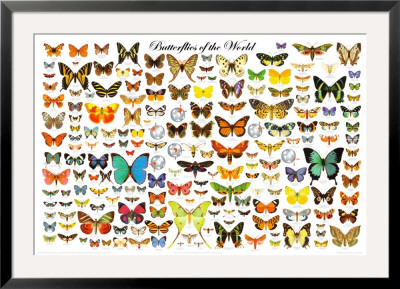 Butterflies of the World Chart Framed Print Butterflies of the World Chart Framed Print