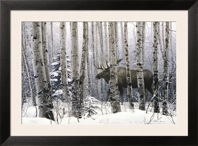 A Walk in the Woods Framed Print A Walk in the Woods Framed Print