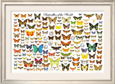 Butterflies of the World Chart Framed Print Butterflies of the World Chart Framed Print