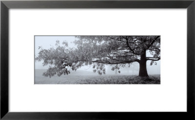Autumn Oak Framed Print Autumn Oak Framed Print