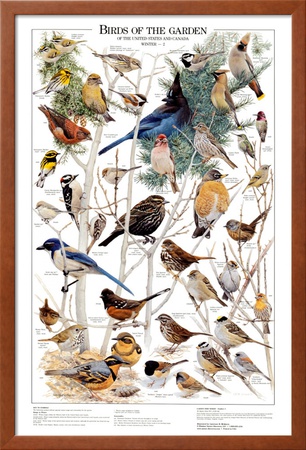 Birds of the Garden Winter II Framed Print Birds of the Garden Winter II Framed Print