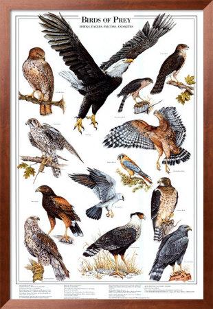 Birds of Prey I Framed Print Birds of Prey I Framed Print