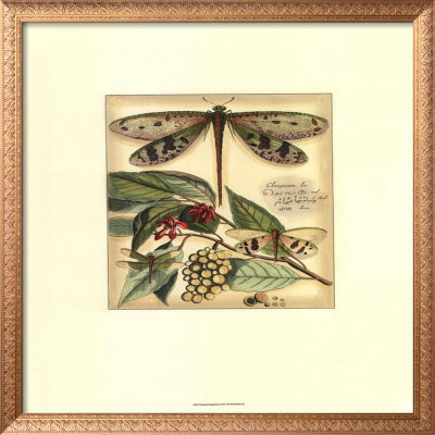Whimsical Dragonflies I Framed Print Whimsical Dragonflies I Framed Print