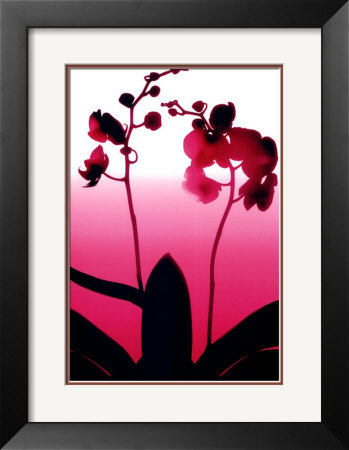 Light Plum Orchid Framed Print Light Plum Orchid Framed Print