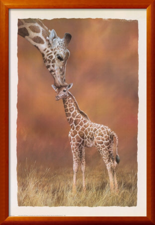 Giraffe Kiss Framed Print Giraffe Kiss Framed Print