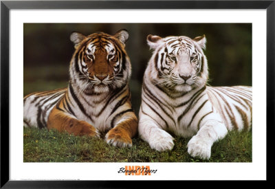 Bengal Tigers Framed Print Bengal Tigers Framed Print