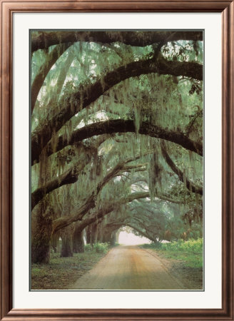 Georgian Oaks Framed Print Georgian Oaks Framed Print