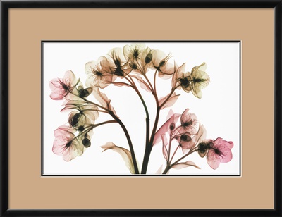 Hellebore II Framed Print Hellebore II Framed Print