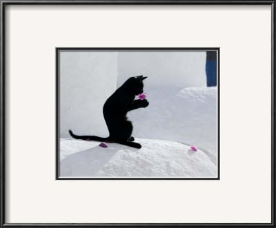 Cat and Flower Framed Print Cat and Flower Framed Print